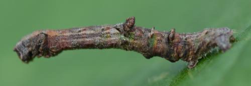 Opisthograptis luteolata